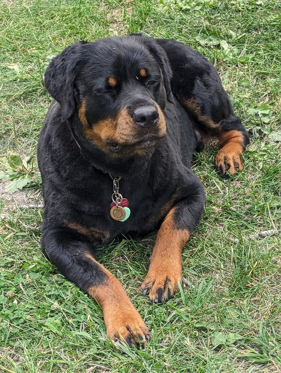 Rotvaler Gabriel Rottweiler Puppies for Adoption | Trusted Rescue Collective