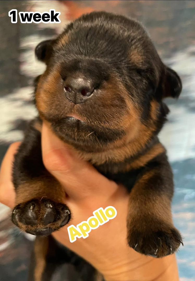 Ariel Rottweilers Gabriel Rottweiler Puppies for Adoption | Trusted Rescue Collective