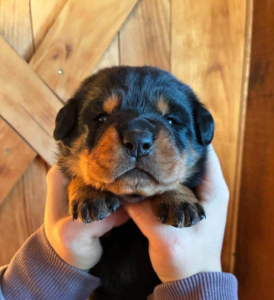 Gabriel Rottweiler Puppies for Adoption | Trusted Rescue Collective