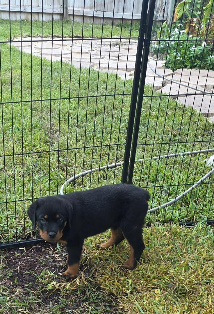 Gabriel Rottweiler Puppies for Adoption | Trusted Rescue Collective
